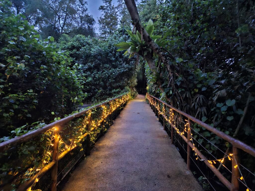 A softly lit walkway at the Singapore Night Safari, bordered by railings wrapped in warm string lights and surrounded by dense tropical greenery. The path leads into a forested area under a dusky blue sky.