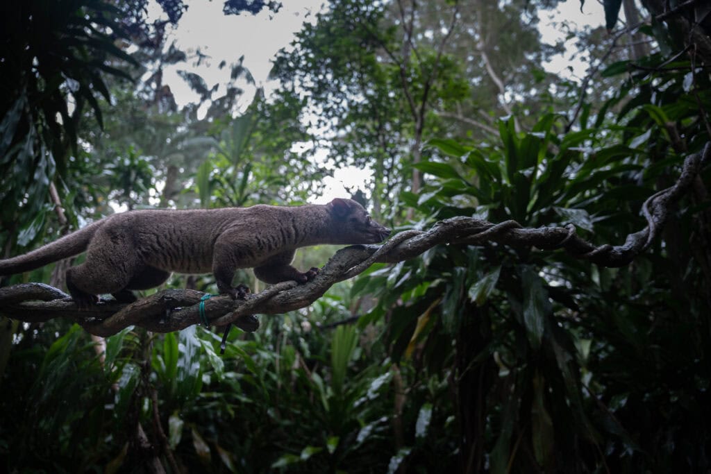 A civet walking along a thick rope in the treetops at the Singapore Night Safari, surrounded by lush tropical vegetation. The animal appears mid-stride, silhouetted against the twilight sky.