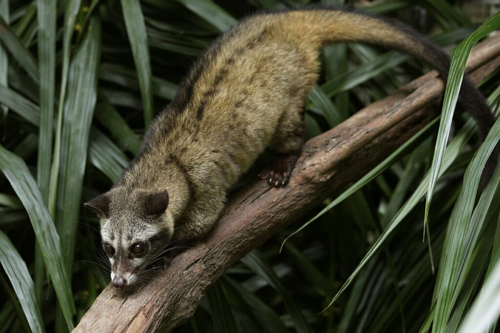 A common palm civet walking along a tree branch, surrounded by dense foliage at the Singapore Night Safari. The animal has a long body, brownish fur, and distinct facial markings.