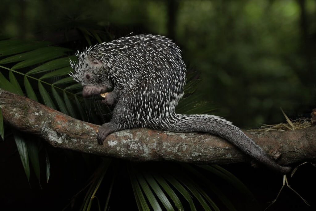 A Brazilian porcupine perched on a tree branch at the Singapore Night Safari, holding food in its front paws. Its dense, spiky fur and curled tail stand out against the dark jungle backdrop.