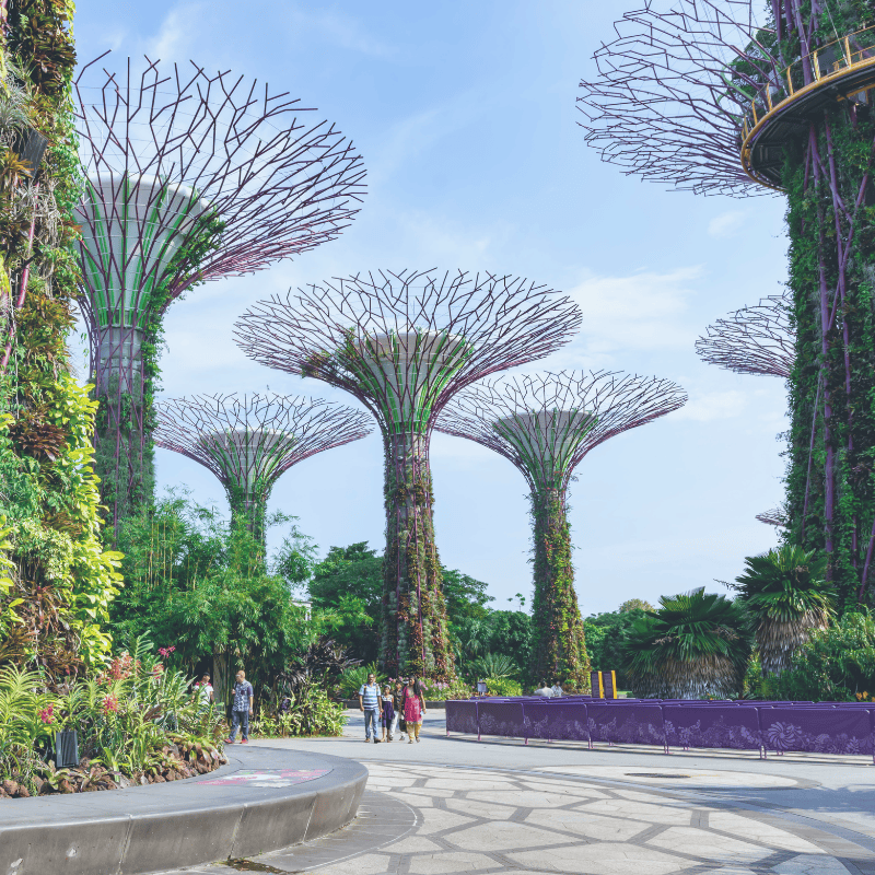 The image shows towering tree-like structures covered in greenery at Gardens by the Bay in Singapore, with people walking along a paved path beneath them. The sky is blue and clear, and the vibrant plants climb up the “Supertrees,” creating a futuristic, lush garden scene. 