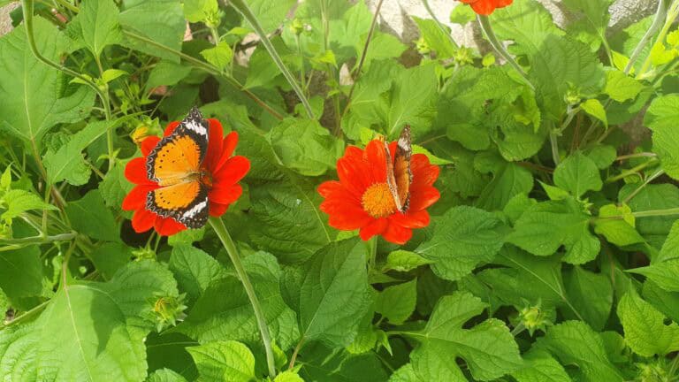 Two vibrant orange and black butterflies perched on bright red flowers surrounded by lush green leaves, creating a colorful scene in Penang’s natural setting.