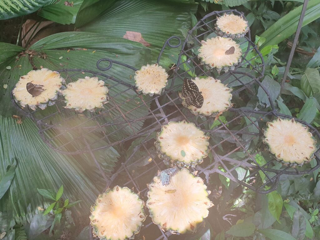 Several butterflies feeding on slices of fresh pineapple arranged on a decorative metal stand surrounded by lush greenery at Entopia in Penang.