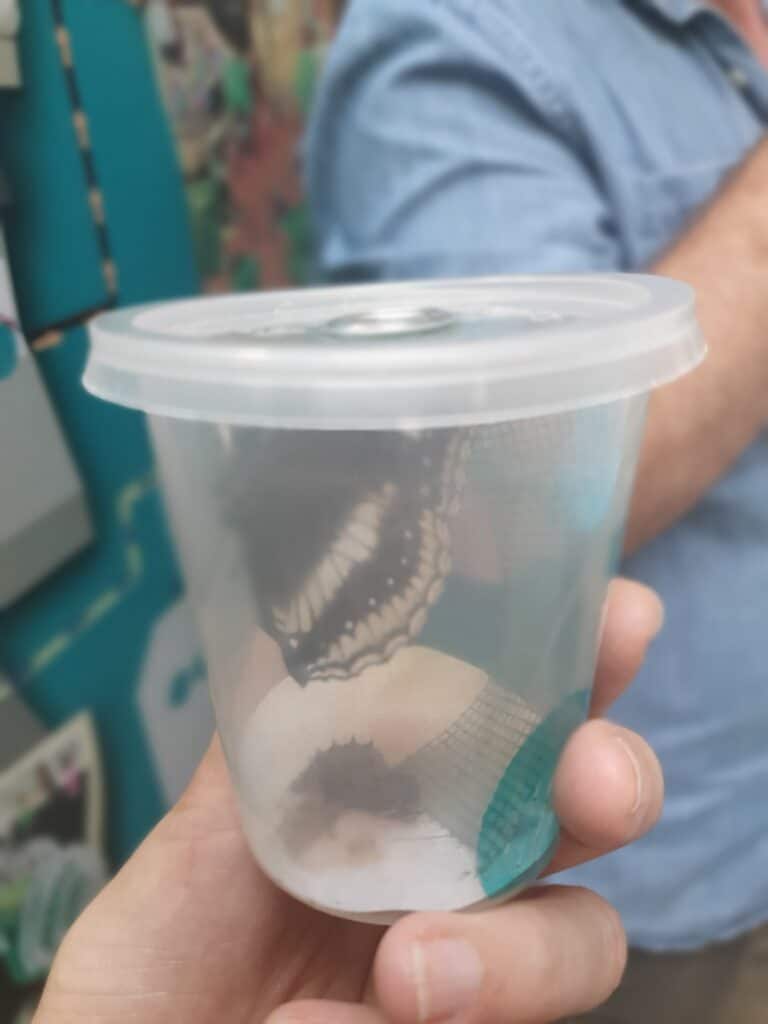  A person holding a small plastic container with a butterfly inside, about to be released at Entopia butterfly farm in Penang during a butterfly release experience.