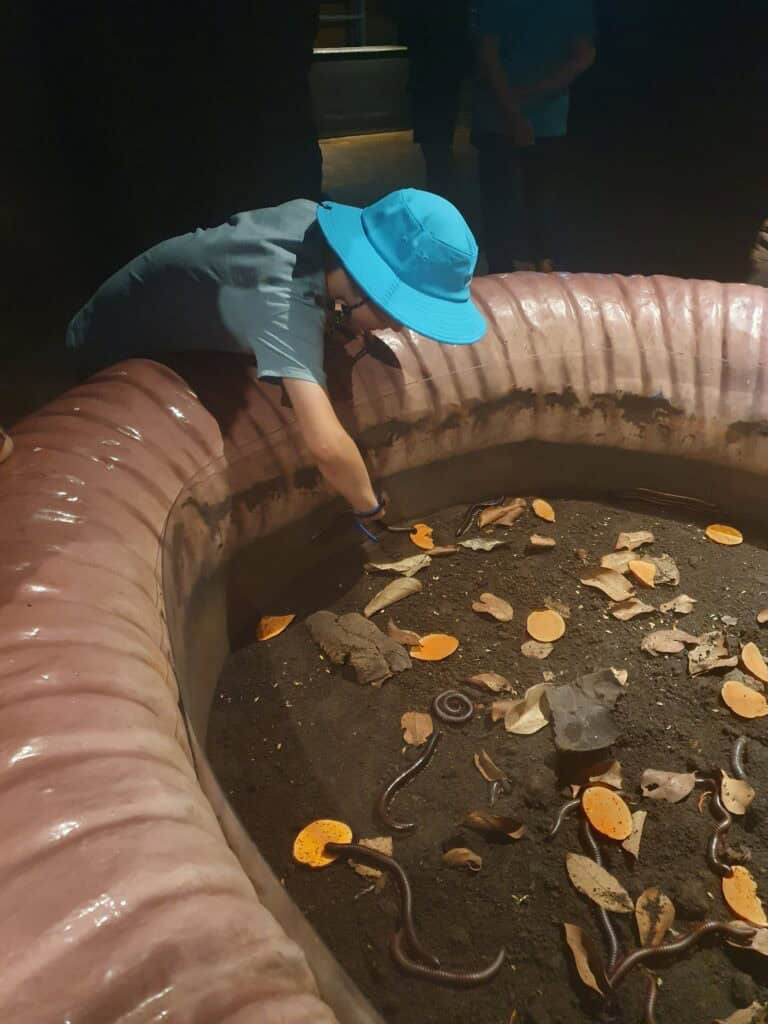 A child wearing a bright blue hat reaches into a soil-filled exhibit with leaves, orange slices, and several large millipedes at Entopia in Penang during an interactive insect experience.