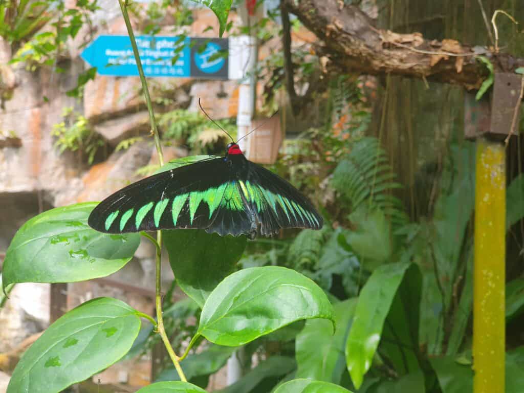 A striking black and green butterfly resting on a leafy plant at the Penang Butterfly Farm, surrounded by lush tropical greenery in the background.