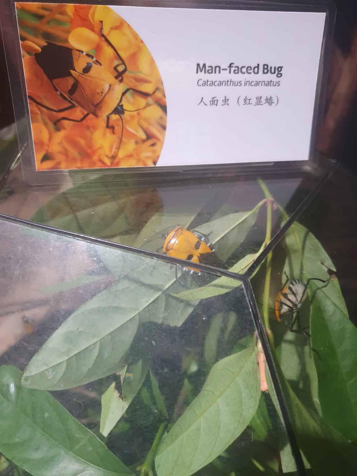 Entopia Penang: Butterfly Sanctuary Worth Visiting