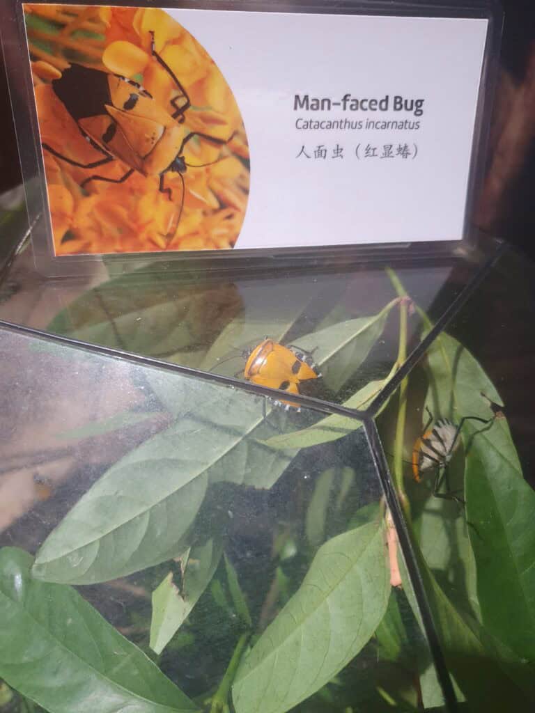 A display of the man-faced bug (Catacanthus incarnatus) at Entopia in Penang, showing a live orange and black insect on green leaves with an informational sign about the species.
