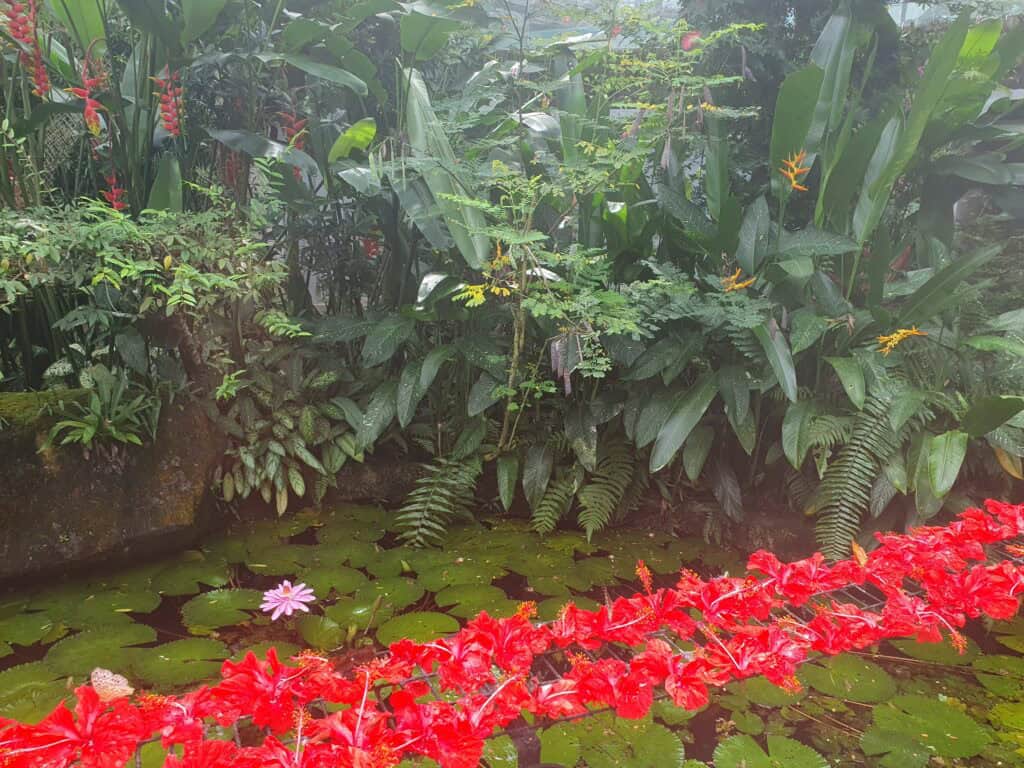A lush tropical garden at Entopia in Penang with dense green foliage, a pond filled with lily pads and a single pink water lily, and a row of vibrant red flowers across the water.