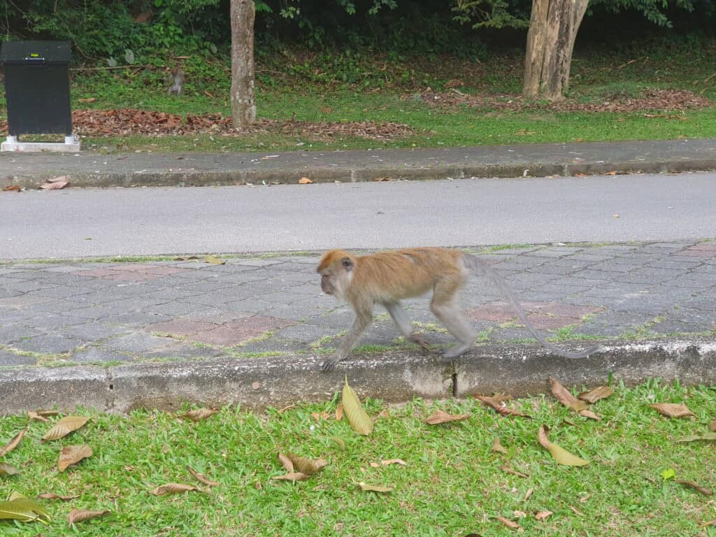A monkey walking along a curb near the roadside at Penang Hill, with grass, trees, and fallen leaves in the background — a common sight around the area.