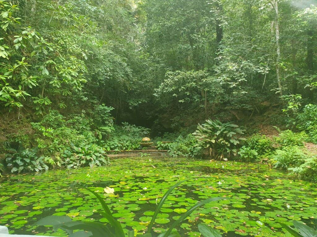 A serene pond covered with lily pads, surrounded by dense tropical greenery, with a small stone structure in the center.