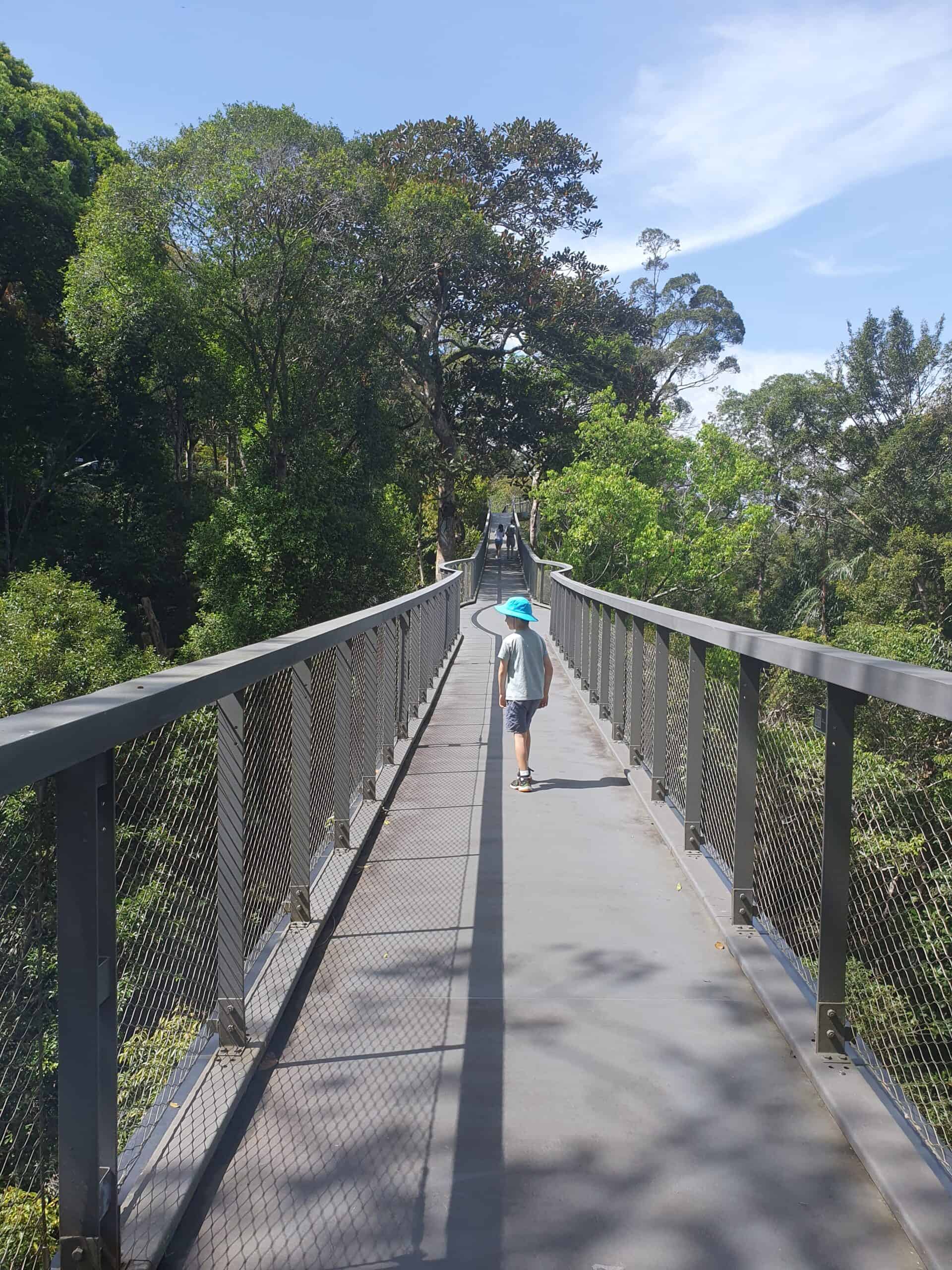 A child in a blue hat walking along the long canopy walkway at The Habitat on Penang Hill, surrounded by lush green trees under a bright blue sky.