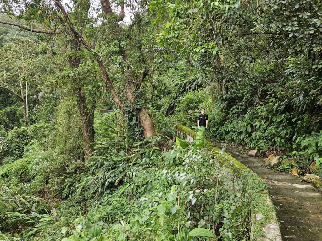 A hiker in dark clothing walking along a narrow, winding path flanked by thick tropical vegetation and towering trees on both sides.