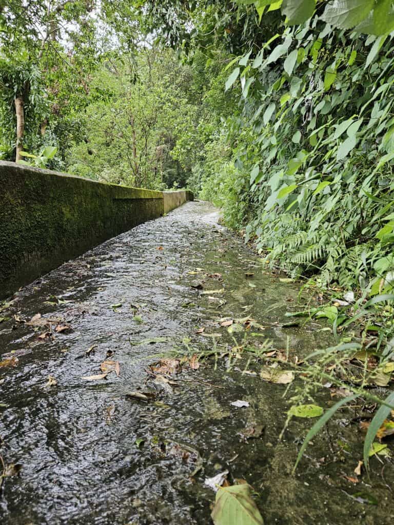 A close-up of a mossy, water-covered trail bordered by overgrown greenery, with scattered wet leaves floating on the surface.