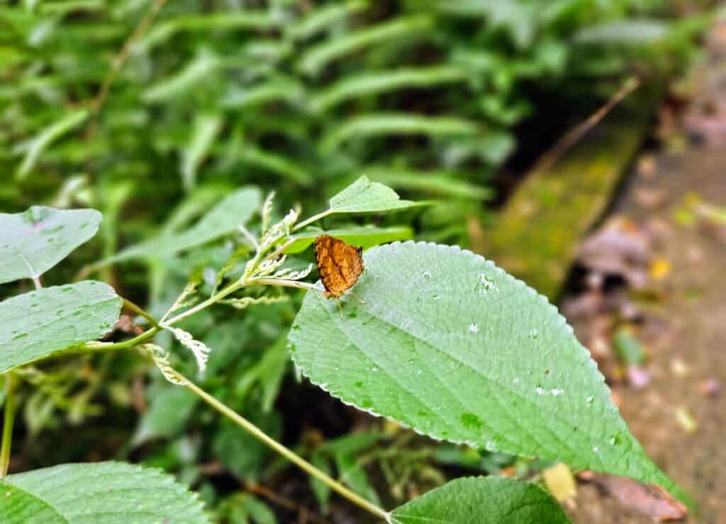 A close-up of a small orange butterfly with brown markings resting on a green leaf, surrounded by lush vegetation in a forest setting.