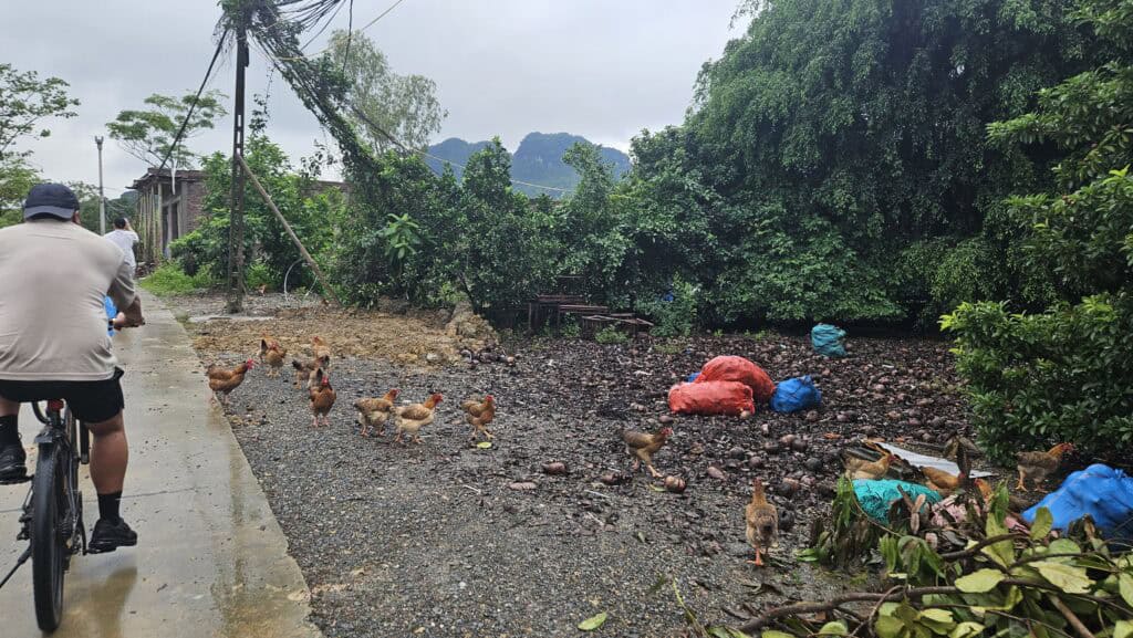 Cyclist rides along a wet rural road in Ninh Binh past a flock of chickens wandering beside lush gardens. Dark clouds and limestone hills rise in the distance.
